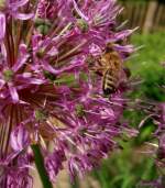 Eine Biene auf der Blume.