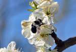 Sandbiene (Andrena cineraria) Weibchen auf einer Blte im heimischen Garten - 08.04.2012