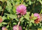 Fleissig ackert sich diese Hummel durch den Blumenrain neben einer Bahnstrecke 17.6.2012