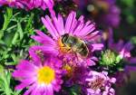 Biene beim Nektar sammeln auf einer Blume - 06.09.2012