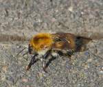 Ackerhummel (Bombus pascuorum) aufgenommen am 05.06.2013.