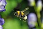 Hummel im Anflug auf eine Blte - 06.07.2013