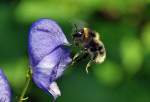 Hummel kurz vor der Landung auf Gartenblte - 06.07.2013