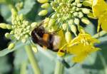 Hummel auf einer Feldblte bei Nrvenich - 19.03.2014