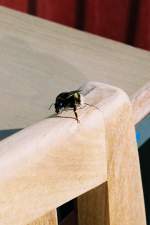 Hummel auf dem Balkon (MNSTER/Deutschland, 27.09.1998) -- Foto eingescannt