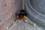 Hummel mit gesammelten Bltenpollen verschwindet in einem Loch zwischen Pfeiler und Fallrohr.