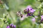 Gemeine Seidenbiene (Colletes daviesanus) am 20.7.2010 bei Neuried am Oberrhein.