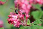 Schwebfliege auf Blte - 10.07.2015