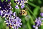 Biene im Anflug auf Blte - 10.07.2015