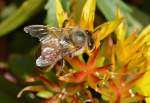 Schwebfliege auf Blte im Garten - 08.06.2015