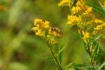 Ein Bienchen auf einer Pflanze (August, 2009)