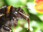 Erdhummel im Detail