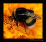 Hummel (Bombus) auf einer Tagetes-Blte - Botanischer Garten Duisburg