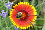 Hummel und Schwebfliege im Anflug auf Bltenbesuch - 26.06.2017