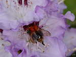 Eine Hummel auf der Suche nach Nektar im Rhododendron.