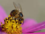 Eine Biene auf Nektarsuche.