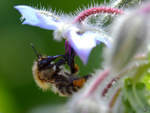 Eine Biene sammelt Nektar auf.