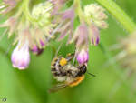 Eine fleiige Biene in den Peenewiesen bei Jarmen.