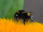 Eine fleiige Hummel in den Peenewiesen bei Jarmen.