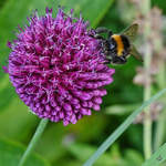 Eine Hummel auf Nektarsuche, so gesehen Anfang Juli 2020 in Hattingen.