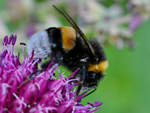 Eine Hummel Anfang Juli 2020 in Hattingen.