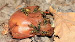 Fressgelage einer Wespengruppe an einer faulen Birne am 20.10.2020.