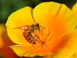 Eine sehr fleißige Biene sammelt Blütenstaub.