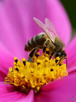   Eine sehr fleißige Biene sammelt Blütenstaub.