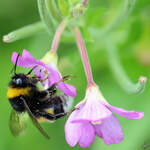 Eine Hummel beim Nektarsammeln, so gesehen Ende August 2013 bei Jarmen.