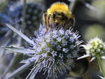 Eine Hummel im heimischen Garten.