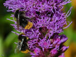 Zwei Hummel laben sich an der heimischen Bltenpracht.