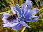 Biene gönnt sich ein Bad im Blütenstaub; 220724