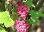 Hummel beim Nektar sammeln - 09.04.2010