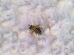 Carnica - Biene an der Hauswand