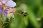 Eine Glockenblumen-Sgehornbiene beim Nektar sammeln.