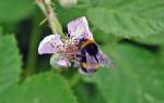 Hummel  hockt  auf einer Blte und labt sich - Derkum 17.06.2010