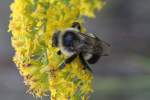 Common Eastern Bumble Bee (Bombus impatiens) am 29.10.2010 bei Milton,Ontario.