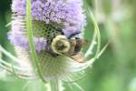 Eine kanadisache Biene sucht Honig an einer Wilden Karde.
