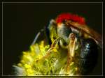 Hummel