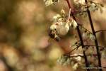 Ein Bienchen macht sich an einer Blte zu schaffen (August, 2010)