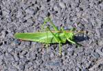 Heuschrecke auf einem Feldwirtschaftsweg - 16.09.2012