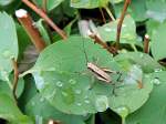 Grashpfer nimmt im Wassertropfen ein Fubad; 130616