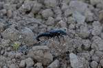 Ein selsamer schwarzer Moderkfer gesehen in unserem Garten am 01.04.2017.