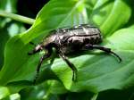 Walker(Polyphylla fullo) bei einem kleinen Zwischenstopp; 120520