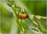 Ameisen-Blattkfer (Clytra laeviuscula) gesehen am 01.07.2013.