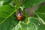 Kartoffelkfer mit gutem Appetit, gesehen am 18.06.2019.