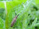 Scheckhorn-Distelbock(Agapanthia villosoviridescens) klettert im Brennesselgebsch; 120503