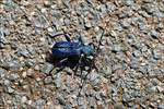 Blauvioletter Scheibenbock aufgenommen in unserem Garten.