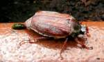 Ein Feldmaikfer (Melolontha melolontha) und seine Ausscheidungen.