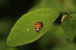 Asiatischer Marienkfer (Harmonia axyridis) am 21.5.2010 in Groheringen.